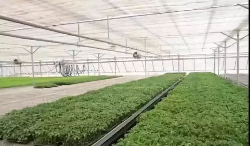 农业公司的经营范围广泛，涵盖了从种植养殖到农产品加工销售的各个环节。今天我们就一起探索一下这些范围的具体内容。